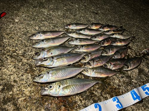 アジの釣果