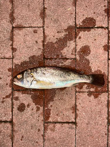 サヨリの釣果