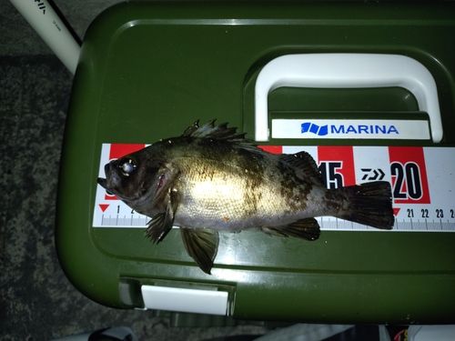 シロメバルの釣果