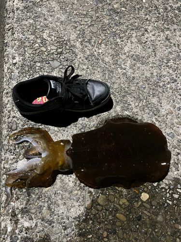 釣果
