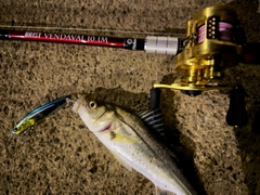 シーバスの釣果