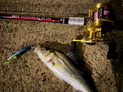 シーバスの釣果