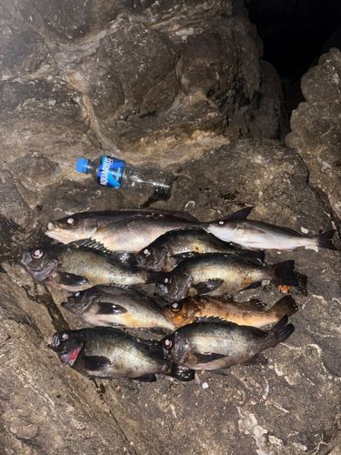 メバルの釣果