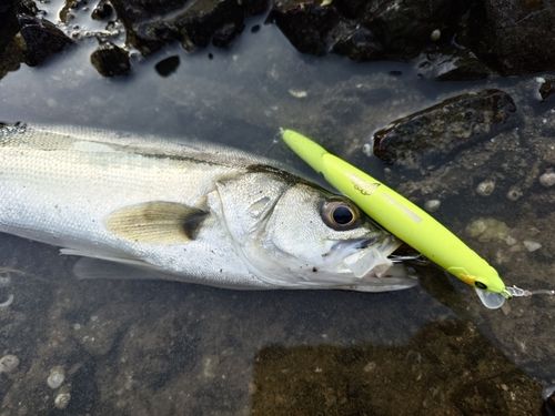 中海で釣れたスズキの釣り・釣果情報 - アングラーズ | 釣果600