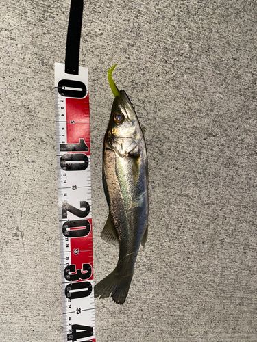 フッコ（マルスズキ）の釣果