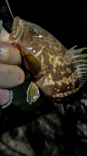 キジハタの釣果