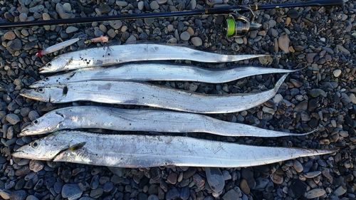 タチウオの釣果