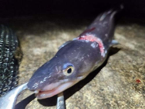 マアナゴの釣果