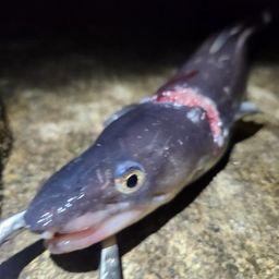 マアナゴ