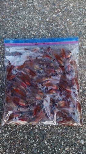 ホタルイカの釣果