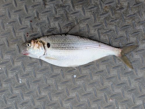 コノシロの釣果