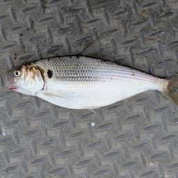 コノシロ