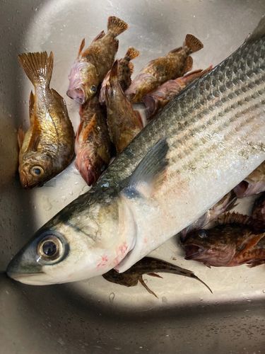 アラカブの釣果