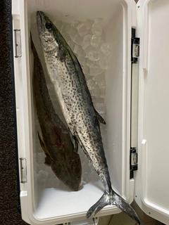 サワラの釣果
