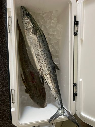 サワラの釣果