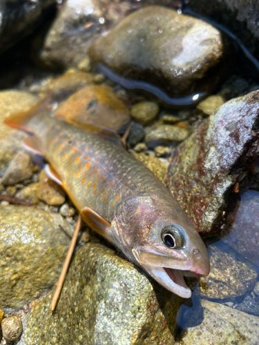 イワナの釣果