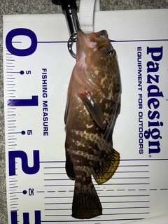 キジハタの釣果