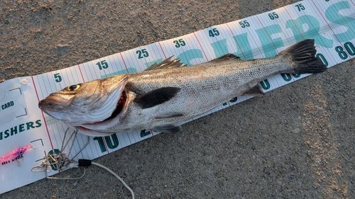 シーバスの釣果