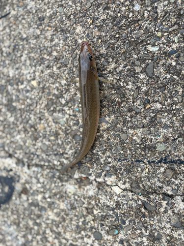 シロギスの釣果