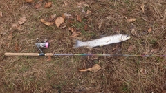 アメマスの釣果