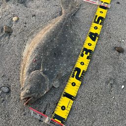 ヒラメ
