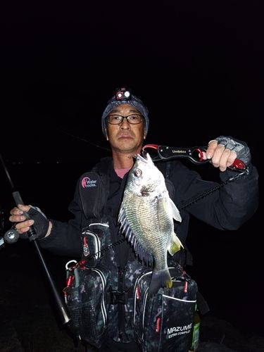キビレの釣果