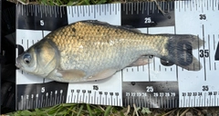 ヘラブナの釣果