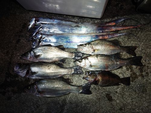 シーバスの釣果