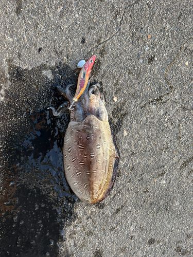 モンゴウイカの釣果