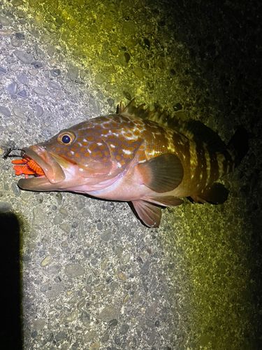 キジハタの釣果