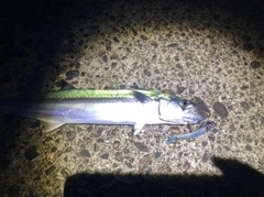 サゴシの釣果