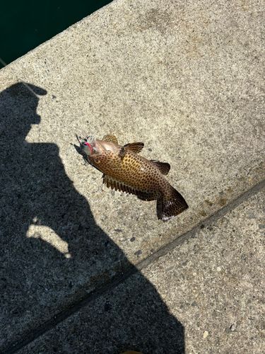 オオモンハタの釣果