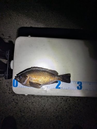 メバルの釣果