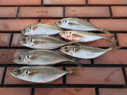 アジの釣果