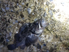 釣果