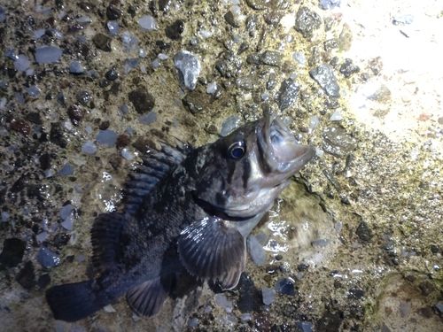 釣果