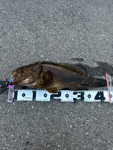 タケノコメバルの釣果