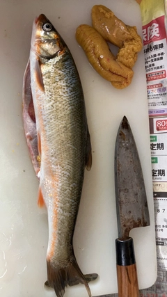 ウグイの釣果