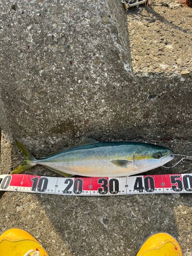ハマチの釣果