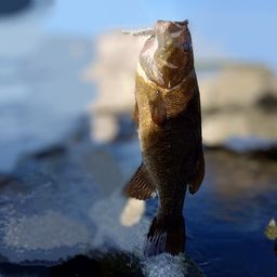 スモールマウスバス