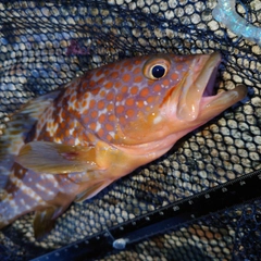 キジハタの釣果