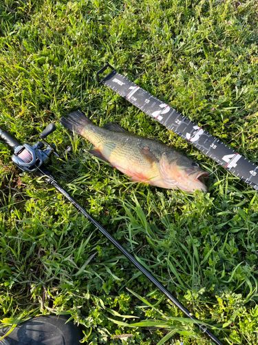 ブラックバスの釣果