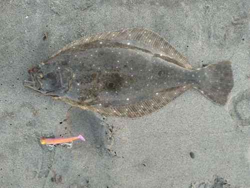 ヒラメの釣果
