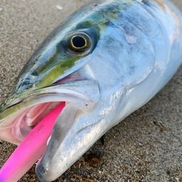 ブリ