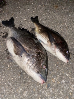 チヌの釣果