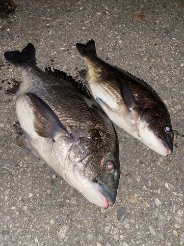 チヌの釣果