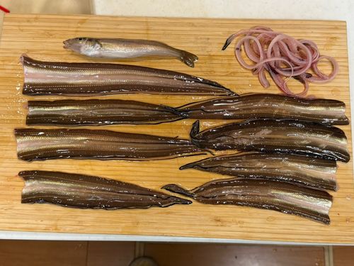 アナゴの釣果