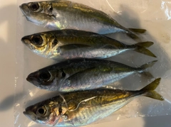 マアジの釣果