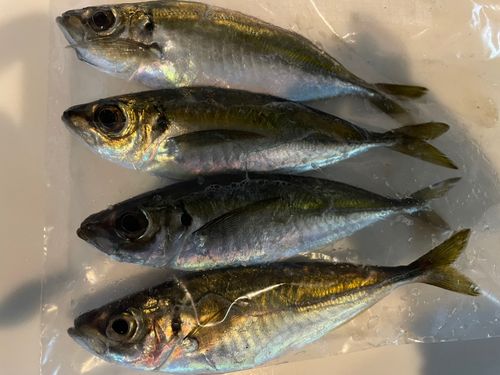 マアジの釣果