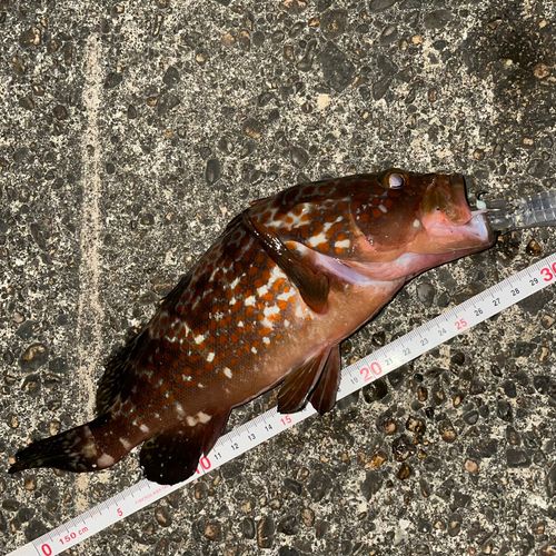 キジハタの釣果